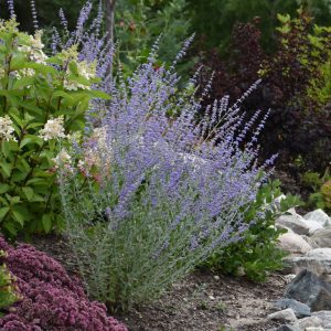 Little Spire Russian Sage