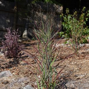 Hot Rod Switch Grass
