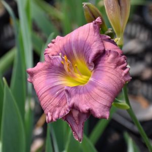 Lavender Blue Baby Daylily