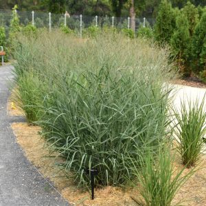 Heavy Metal Blue Switch Grass