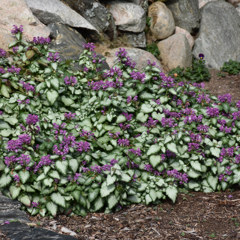 Indy Plants Spotted Dead Nettle - Thumbnail 2