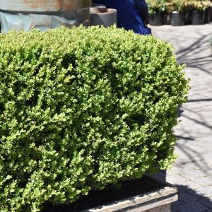 Green Mountain Boxwood
