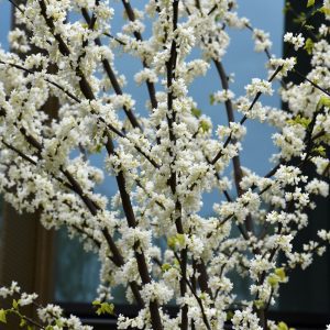 Royal White Redbud