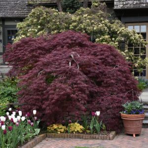 Tamukeyama Japanese Maple