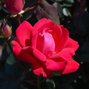 Double Knock Out Rose