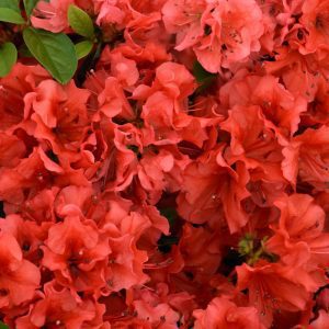 Girard's Hot Shot Azalea