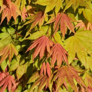Moonrise Full Moon Maple