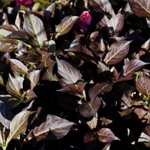 Midnight Wine Shine Weigela