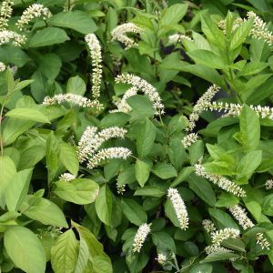 Scentlandia Virginia Sweetspire