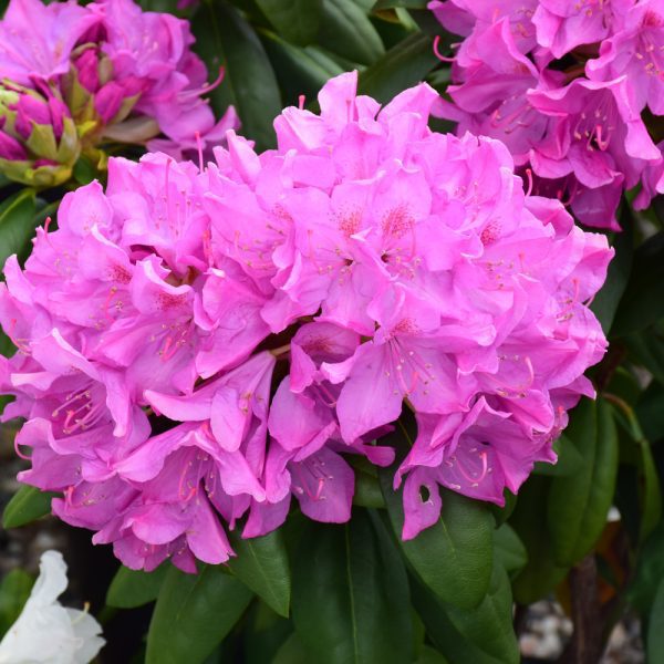 Roseum Pink Rhododendron | Indy Plants
