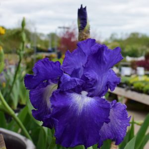 Speeding Again Iris