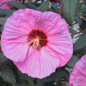 Summerific Berry Awesome Hibiscus