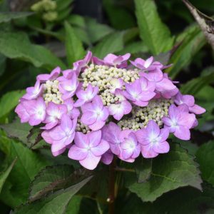 Let's Dance Can Do! Hydrangea