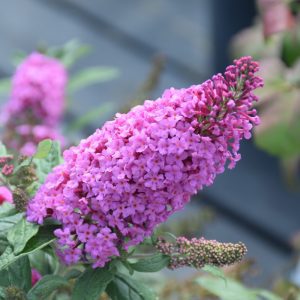 Pugster Pinker Butterfly Bush