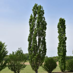 Arnold Tuliptree