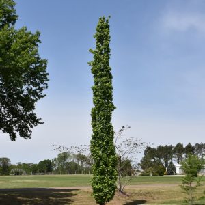 Slender Silhouette Sweet Gum