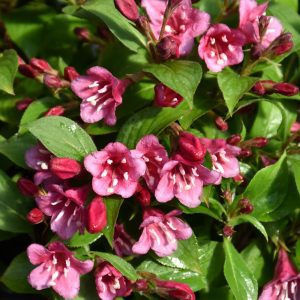 Snippet Dark Pink Reblooming Weigela