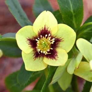 Honeymoon Spanish Flare Hellebore