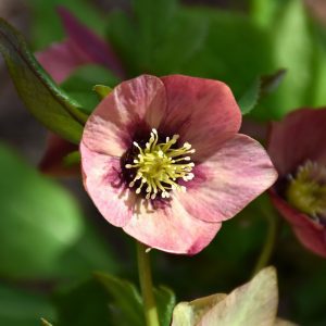 Honeymoon Sandy Shores Hellebore