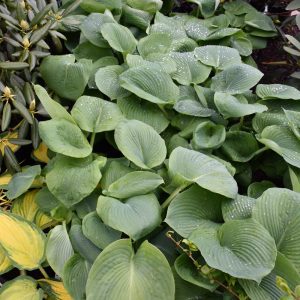 Elegans Hosta
