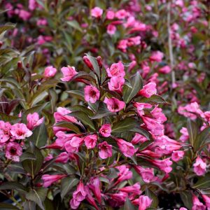 Fine Wine Weigela