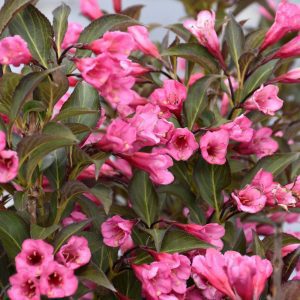 Wine and Roses Weigela