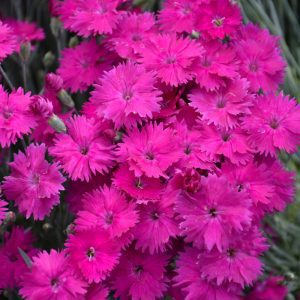 Neon Star Pinks