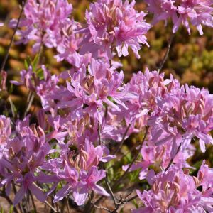 Orchid Lights Azalea