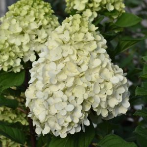 Little Lime Punch Hydrangea