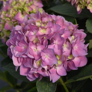 Let's Dance Sky View Hydrangea