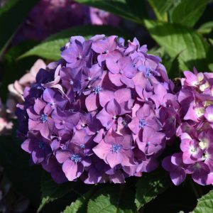 Let's Dance Arriba! Hydrangea