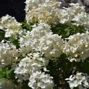 Tiny Quick Fire Hydrangea