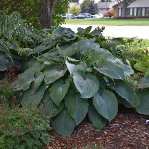 Shadowland Empress Wu Hosta