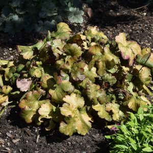 Dolce Toffee Tart Coral Bells