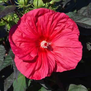 Mars Madness Hibiscus