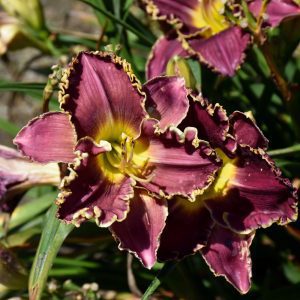 Cosmic Struggle Daylily