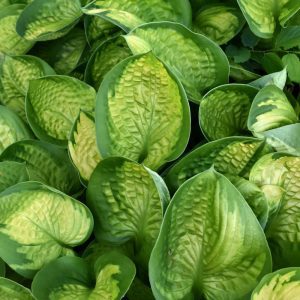 Rainforest Sunrise Hosta