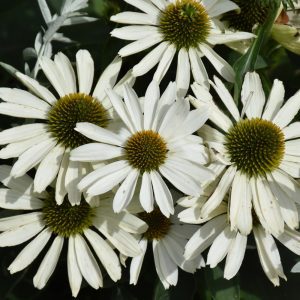 Color Coded The Price Is White Coneflower
