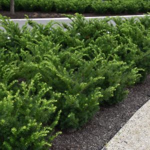 Densiformis Yew