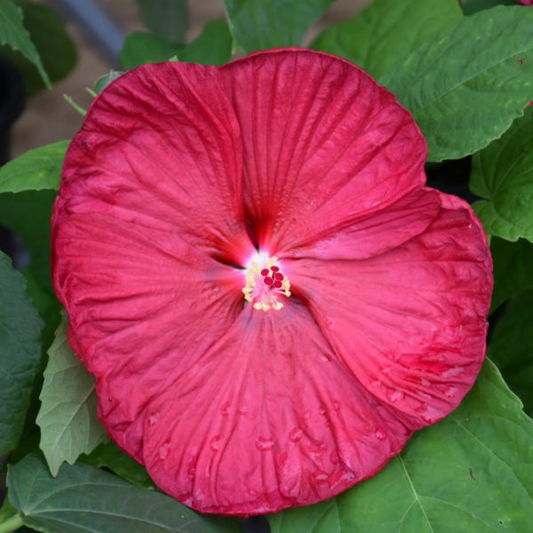 red xmas plant 1-800-Flowers Plant Delivery Red Holiday Poinsettia Floor Plant Red Poinsettia Floor Plant main image 1