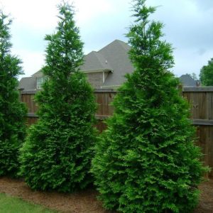Green Giant Arborvitae