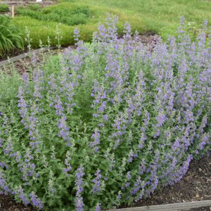 Walker's Low Catmint