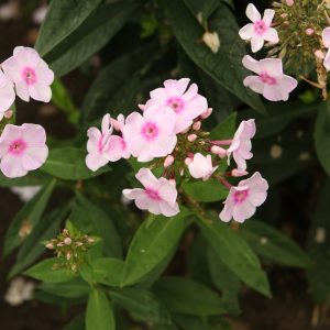 Luminary Opalescence Garden Phlox