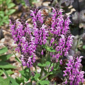 Color Spires Back to the Fuchsia Sage