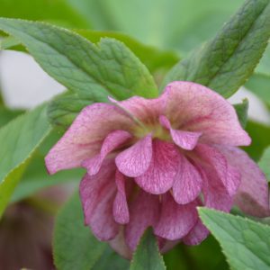 Wedding Party Wedding Crasher Hellebore